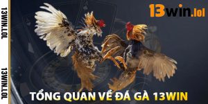 Tổng Quan Về Đá Gà 13WIN